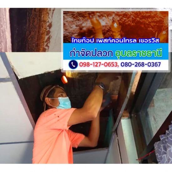 กำจัดปลวก มด แมลง อุบลราชธานี - งานวางท่อ(LDPE) อัดน้ำยาเคมีป้องกันปลวกศรีสะเกษ